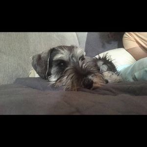 Meet your Posher, Antonia